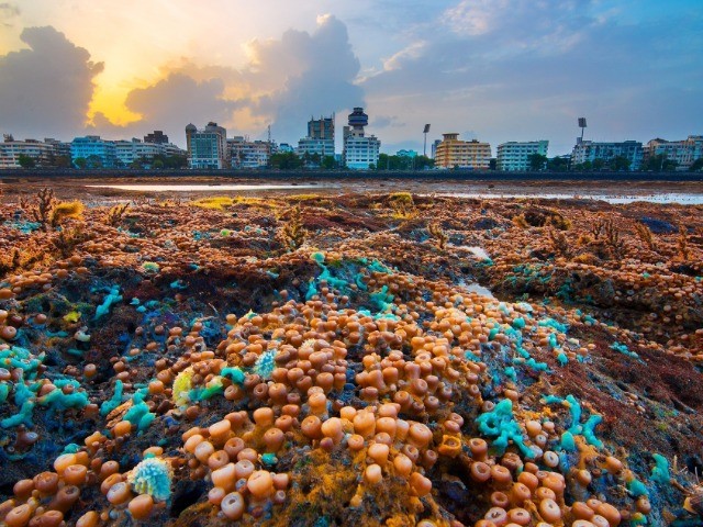 The Fight For Mumbai’s Coastline | Nature inFocus