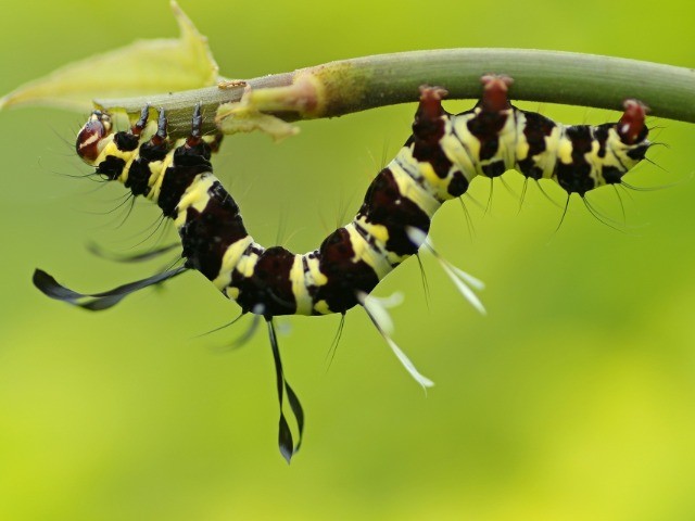 A Peek Into Pakke's Invisible World | Nature inFocus