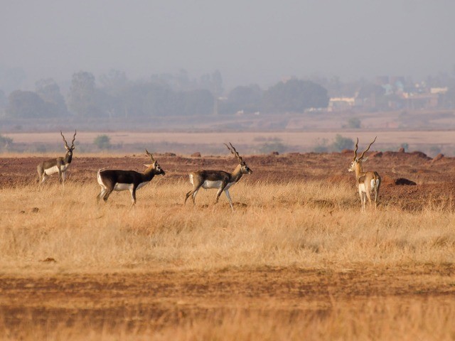 Bidar | Nature inFocus