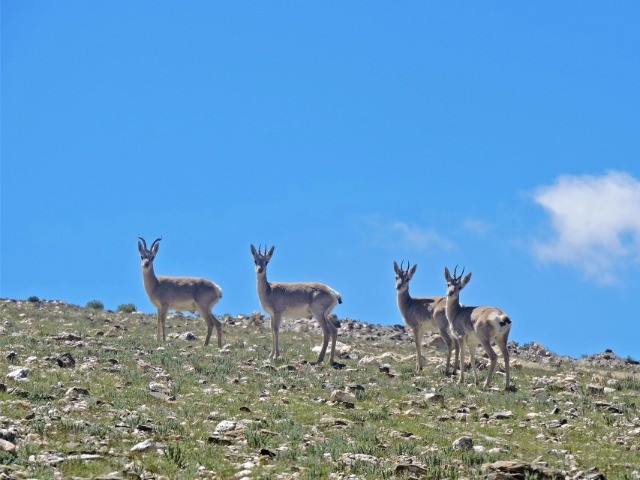 The Curious Case Of India's Tibetan Gazelle Population | Nature inFocus
