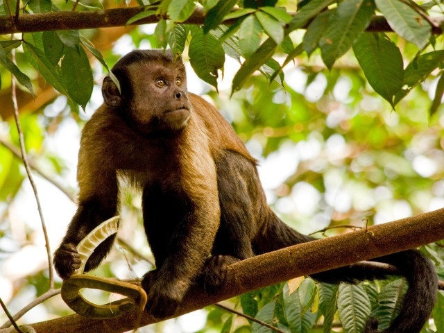 The Annual Frugivoral Diet Plan | Nature inFocus