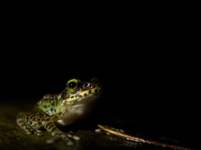 Monsoon Macro Diaries | Nature inFocus