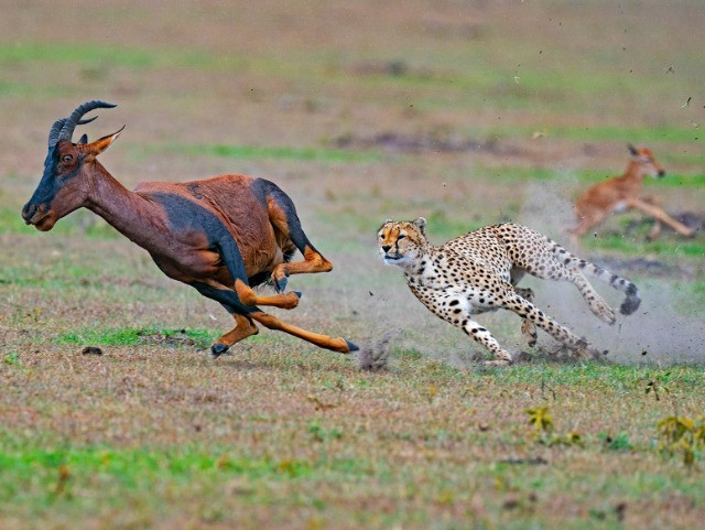 Getting In The Thick Of The Action | Nature inFocus