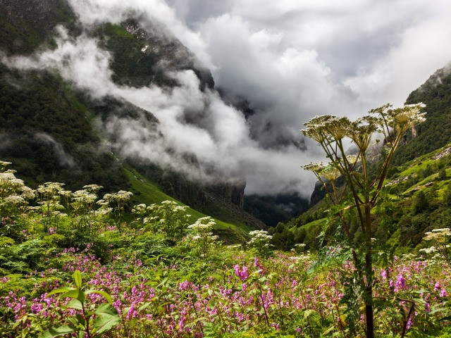 Where Every Leaf Is A Flower | Nature inFocus