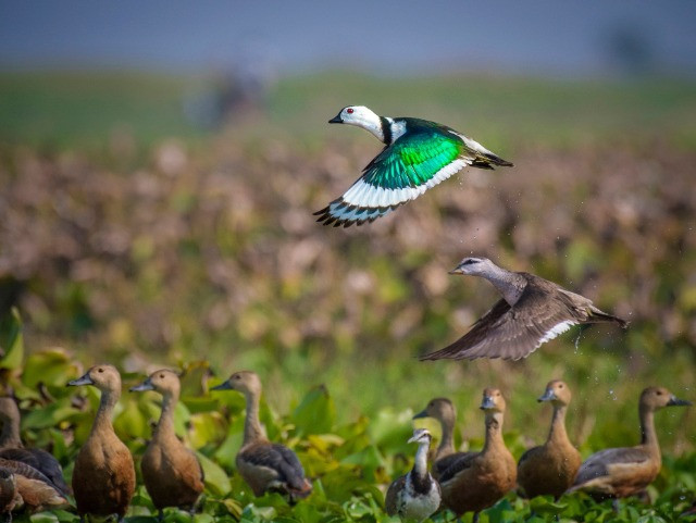 Photographing The Birds Of India's Wetlands | Nature inFocus