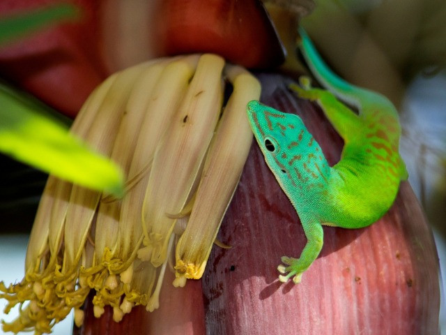 The Gorgeous Gecko Of The Andamans | Nature inFocus