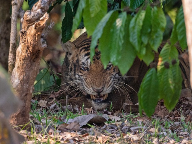 Tiger Rescue At Nagarahole | Nature inFocus