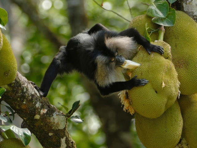 10 Things You Need To Know About Lion-tailed Macaques | Nature inFocus