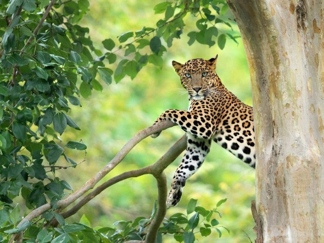 How Do Leopards Communicate? - Wildlife SOS
