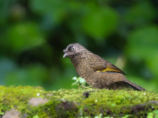 Rongtong | Nature inFocus