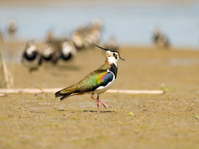 The Lapwings Of India | Nature inFocus