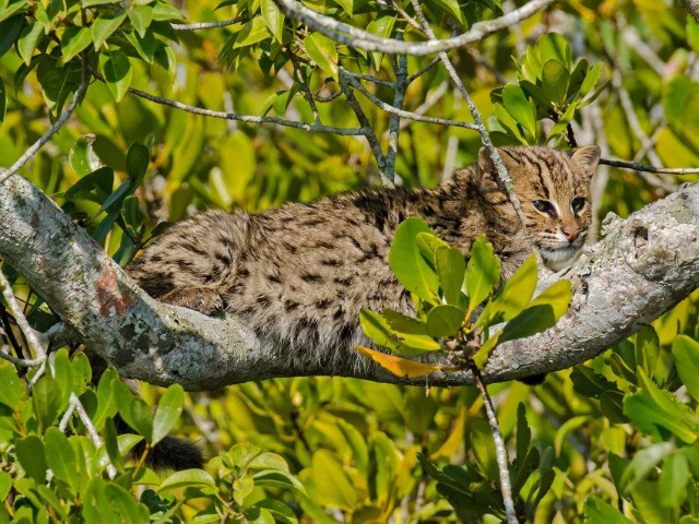 The Fishing Cat Guide