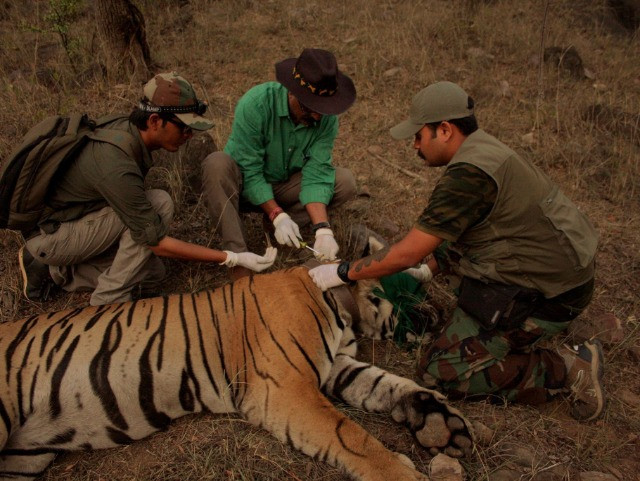  In Service of the Wild | Nature inFocus