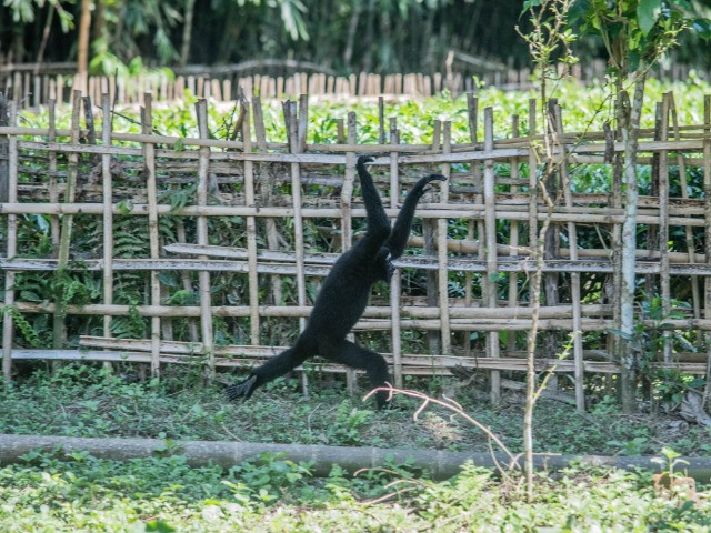 When the Gibbon Walks the Ground | Nature inFocus