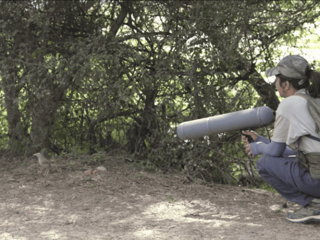 Echoes in the Canopy: Understanding Bird Song | Nature inFocus