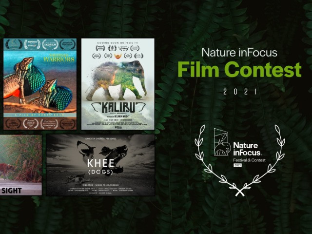 Nature inFocus Film Contest 2021: The Winners | Nature inFocus