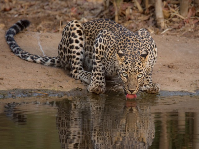 Next Stop, Nagzira! | Nature inFocus