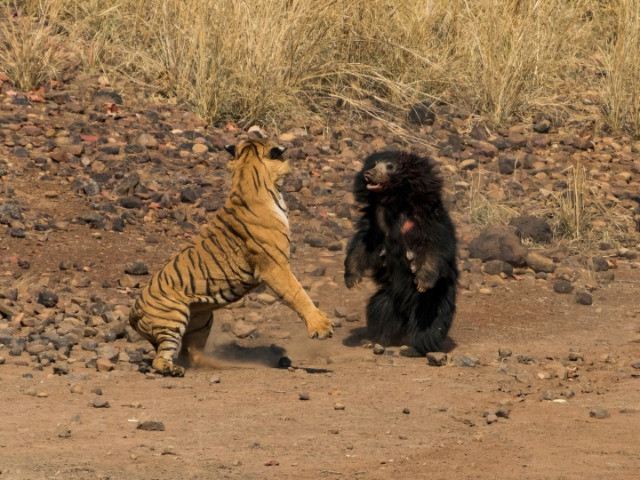 Battle Of The Behemoths | Nature inFocus