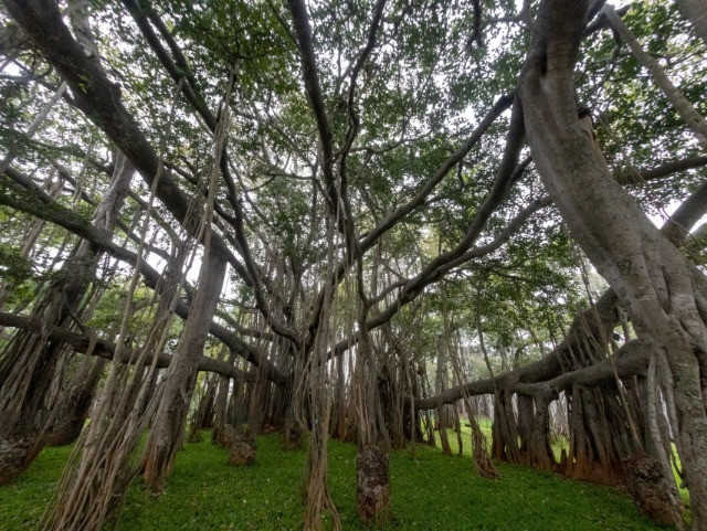 | Nature inFocus