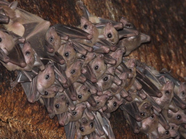 Of Temples and Bats | Nature inFocus