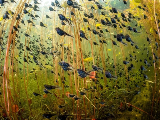 NHM WPY 60: Winners | Nature inFocus