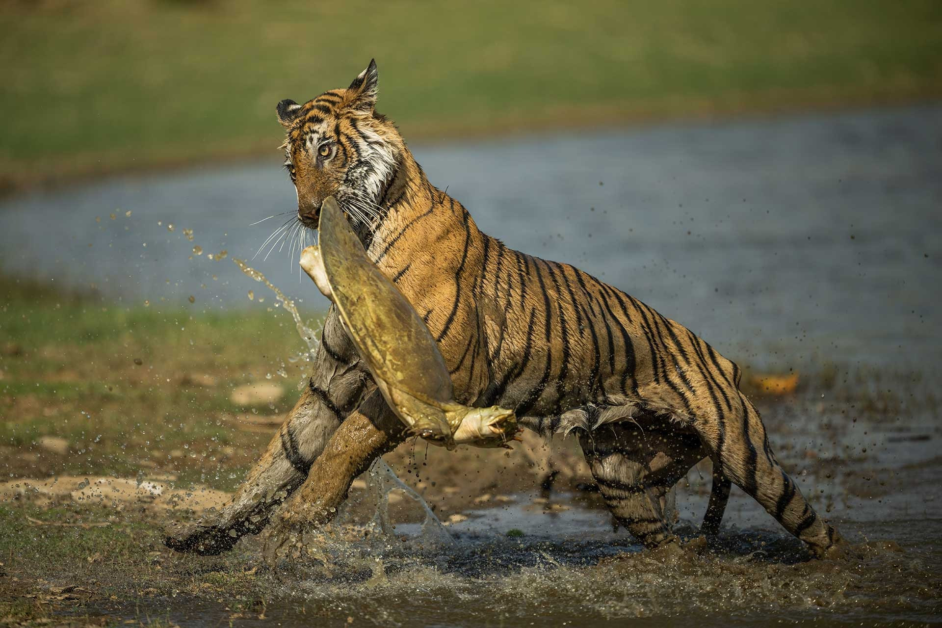 Winner | Animal Behaviour