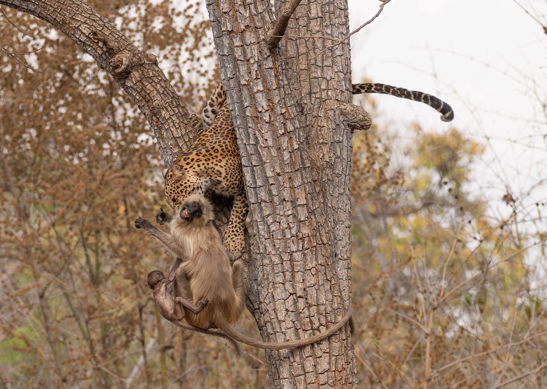 Winner | Animal Behaviour