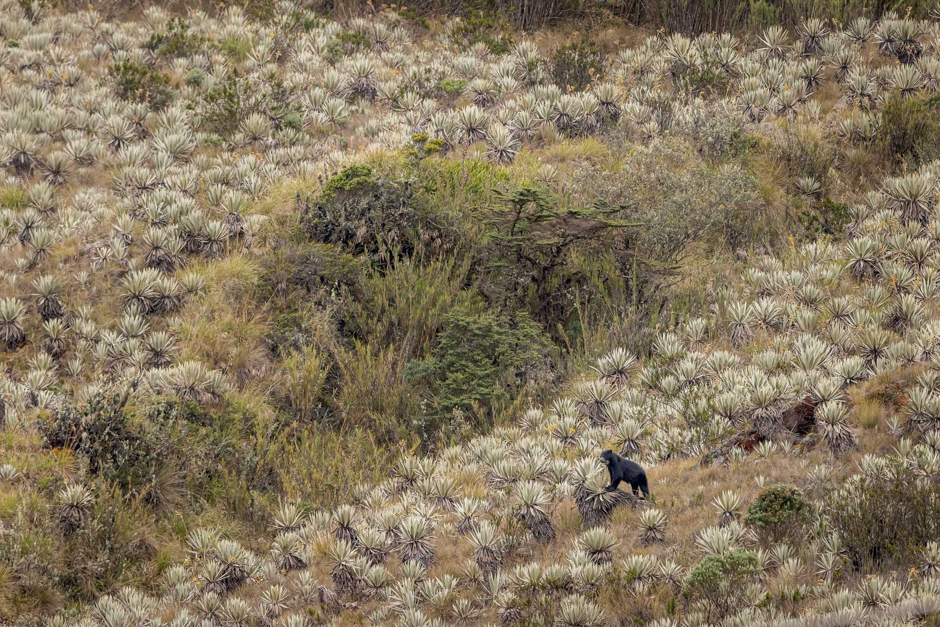 Special Mention | Wildscape & Animals in Their Habitat