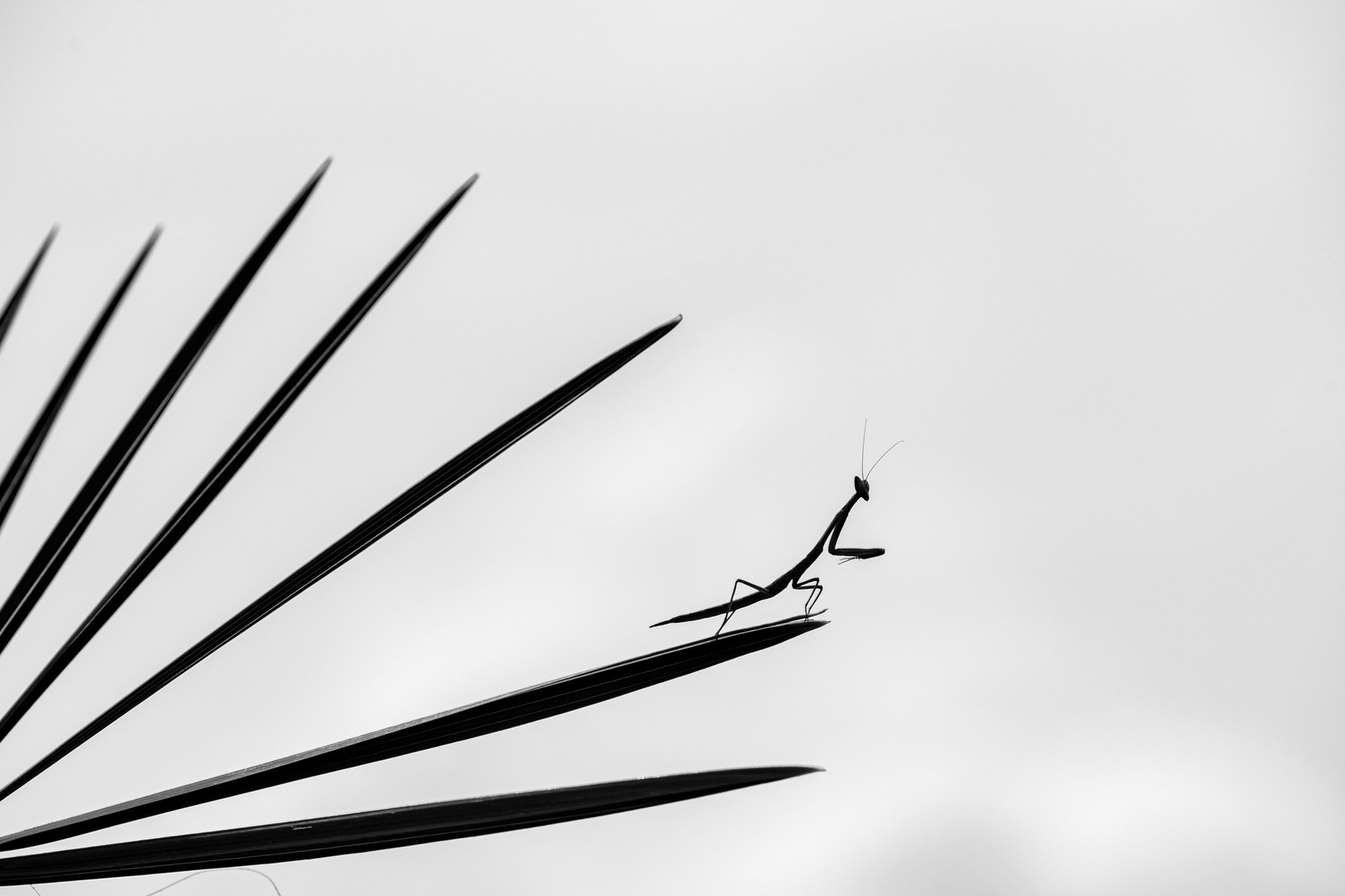 Special Mention | Animal Portraits