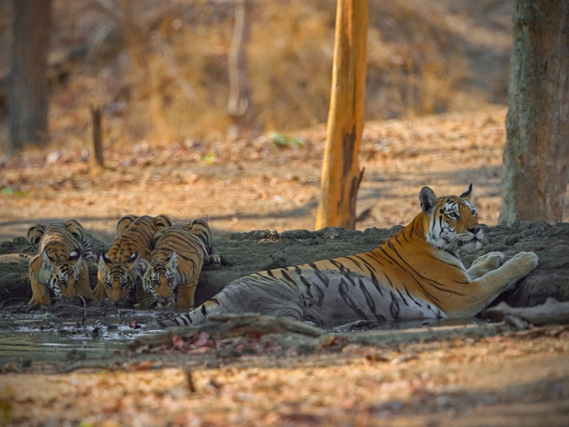 Snapshots From Pench | Nature inFocus Snapshots From Pench | Nature inFocus