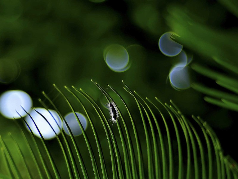 Lilliputian Life | Nature inFocus
