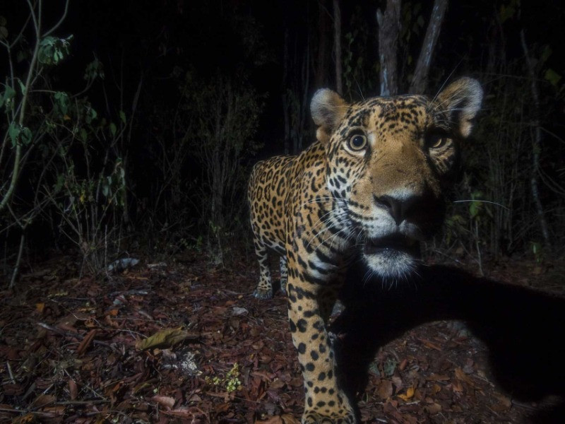 Balam—The Endangered King of the Mayan Jungle Nature inFocus
