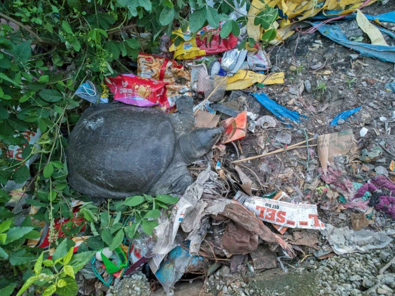 Mohun in Danger Nature inFocus