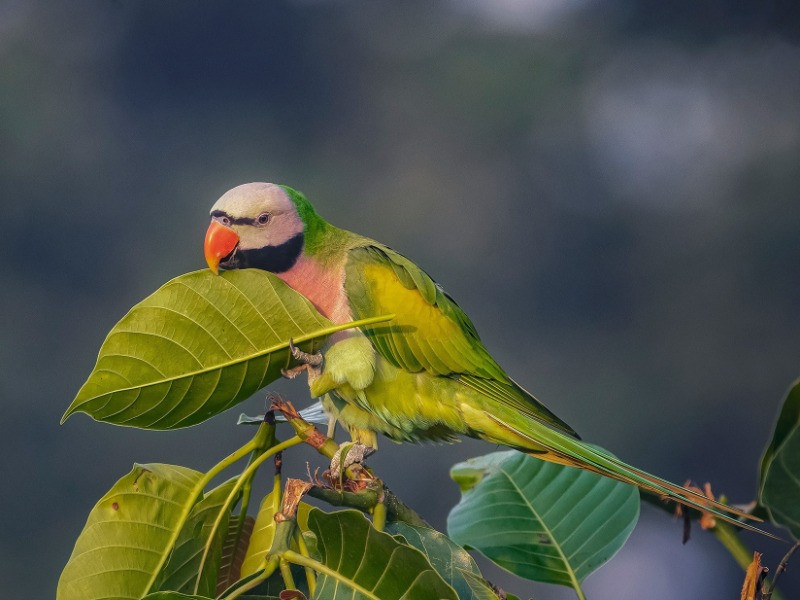 The Parakeets Of India | Nature inFocus The Parakeets Of India | Nature inFocus