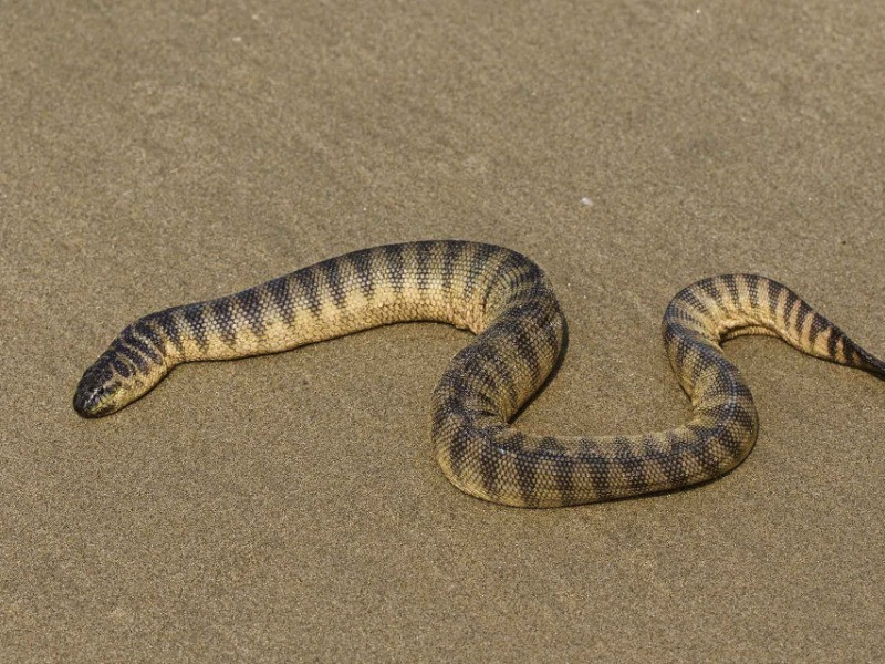 Beaked Sea Snake Bite