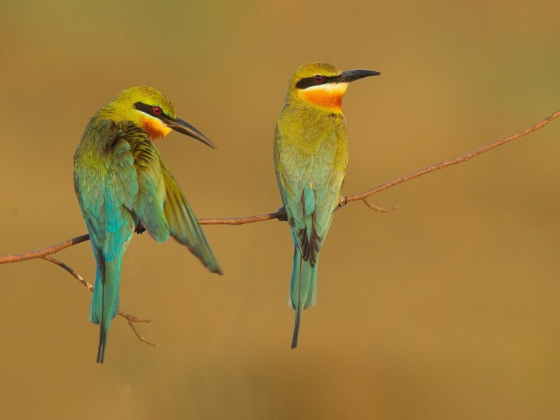 Bee-eaters Of India | Nature inFocus