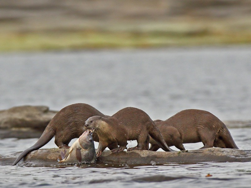 10 Things You Need To Know About Otters In India | Nature inFocus 10 Things You Need To Know About Otters In India | Nature inFocus