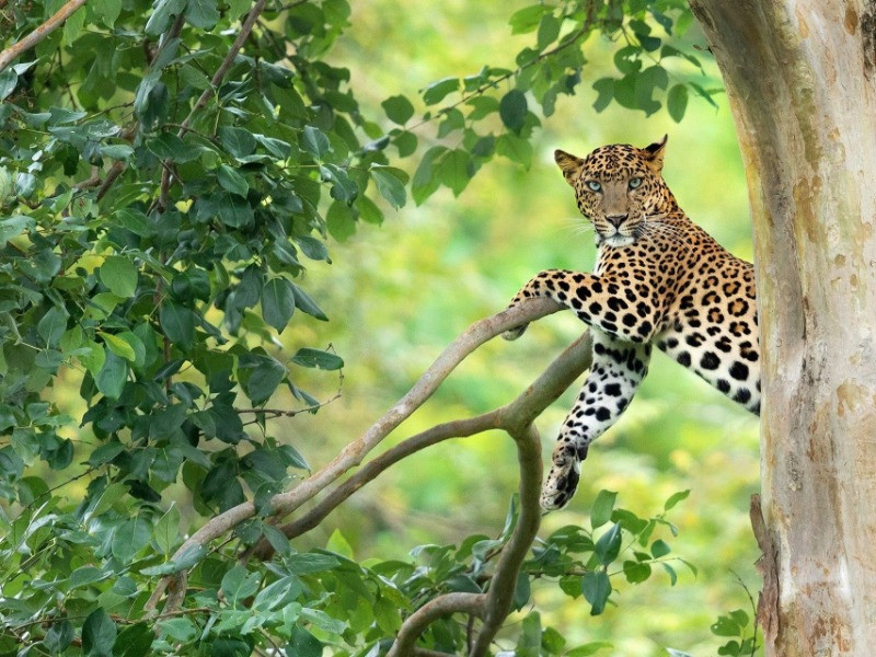 10 Things You Need To Know About Indian Leopards | Nature inFocus