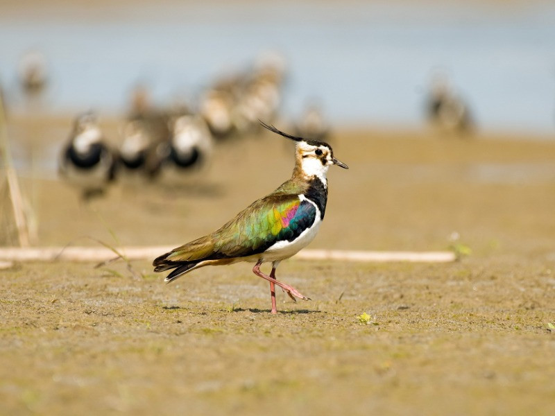 The Lapwings Of India | Nature inFocus The Lapwings Of India | Nature inFocus