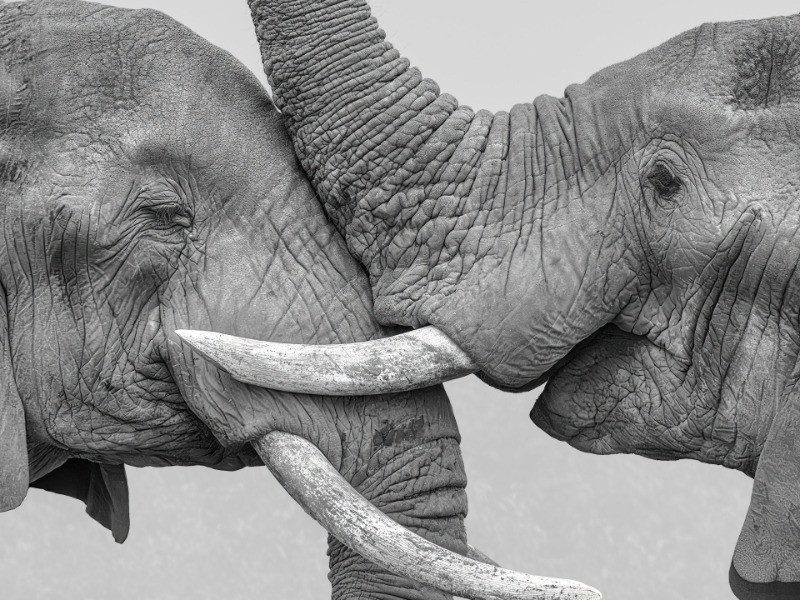 A Tale of Two Trunks | Nature inFocus