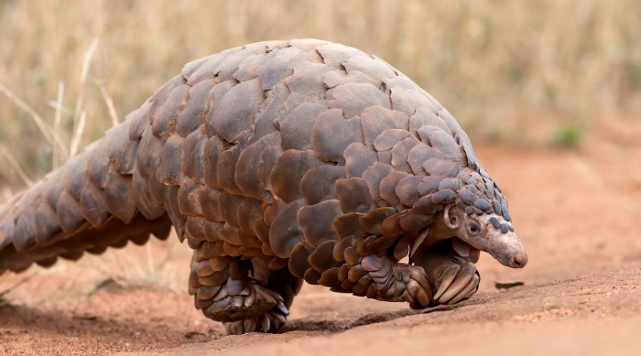 Pangolin Scales Officially Banned From Chinese Medicine | Nature inFocus