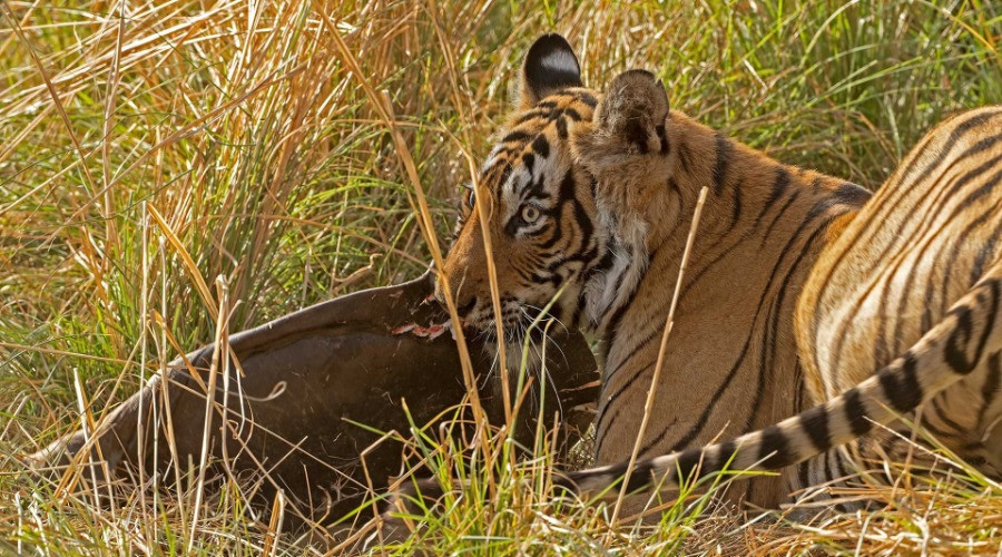 Do Tigers Eat Turtles? | Nature inFocus