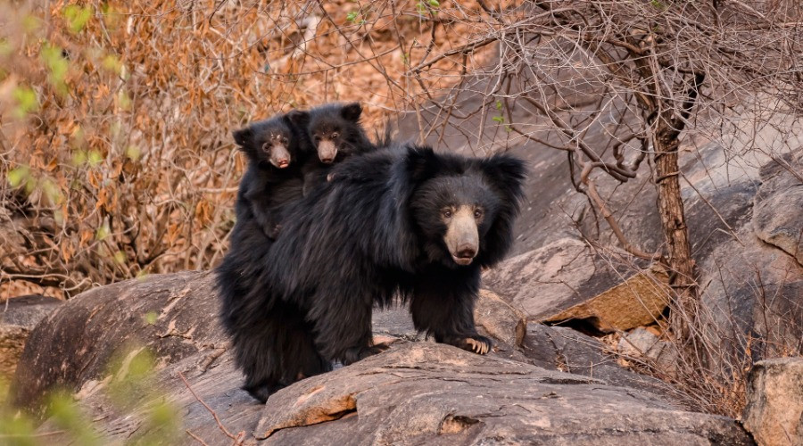 10 Things You Need To Know About Sloth Bears Nature inFocus