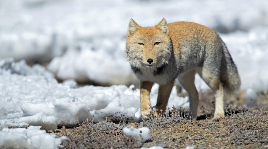 Shining A Light On The Foxes Of India | Nature inFocus