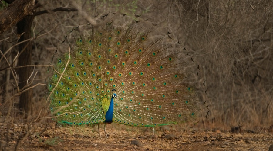New Report Finds That 101 Indian Bird Species Require Immediate Attention | Nature inFocus