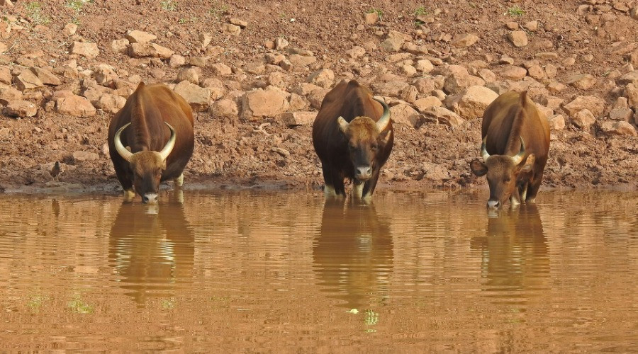 Satpura Tiger Reserve: The Wild Heart Of Madhya Pradesh | Nature inFocus Satpura Tiger Reserve: The Wild Heart Of Madhya Pradesh | Nature inFocus
