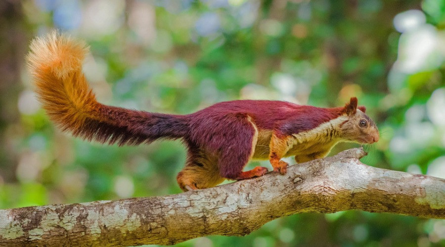 The Giant Squirrels Of India | Nature inFocus The Giant Squirrels Of India | Nature inFocus
