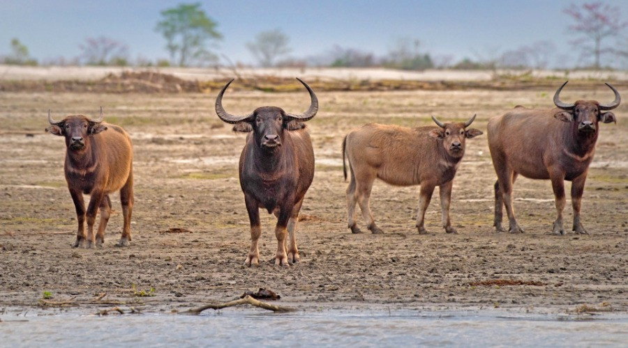 The Wild Water Buffalo Population In Assam Is Under Threat Nature inFocus