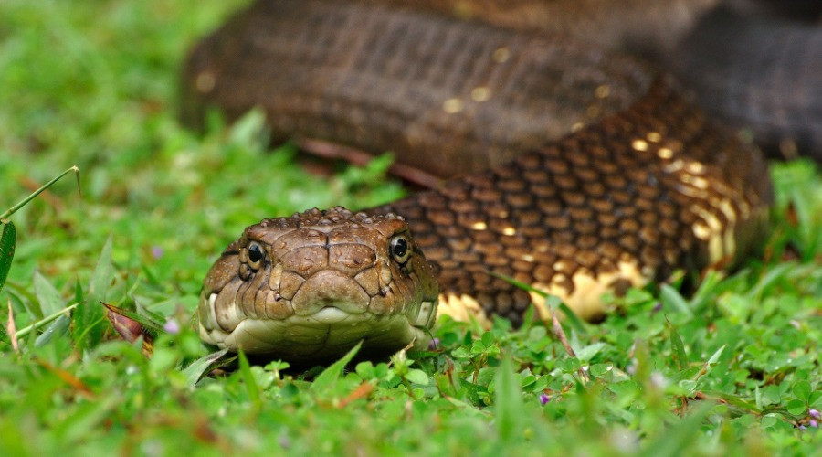 Surviving the JUNGLE of KING COBRA Indonesia! (Venomous SNAKE