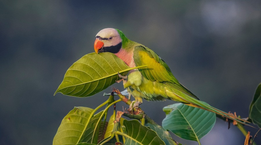 Rose-ringed Parakeet (Psittacula krameri) introduced species, adult female,  feeding on fallen seeds, Mannheim, Baden-Wurttemberg, Germany, February -  SuperStock